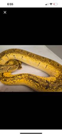 Female Ball Python (Puyallup)63688881260035121