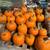 Bulk Pumpkins - Delivery Available 3 thumbnail