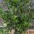 Producing dwarf orange trees 2 thumbnail
