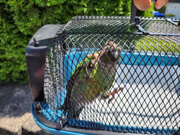 Green cheek/black cap conure (Long Island City)63950516611714121