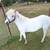 Pony 3 thumbnail