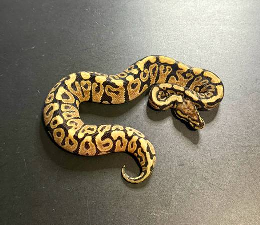 Rehoming ball pythons (Killeen)63839343191425121