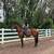 Home Run of a Horse 3 thumbnail