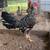 Gamefowl 1 thumbnail
