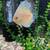 Discus Fish 1 thumbnail