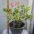 Assorted  plants/succulents/aloe vera/jade 9 thumbnail