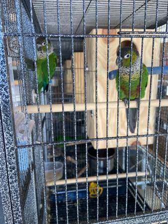 Parrot green check 1