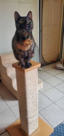 Tortoiseshell female Spayed63935759551875122