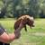 PIGLETS 3 thumbnail