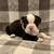 Olde English Bulldog Puppies 4 thumbnail