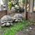 Bonded Pair of Male Sulcata Tortoises 3 thumbnail