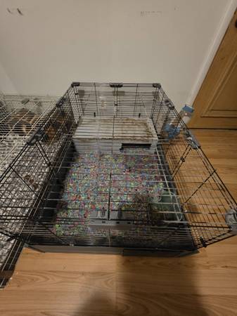 Guinea Pigs (Trinity)64319208339970121