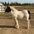 2026 Black and white Gypsy filly 2 thumbnail