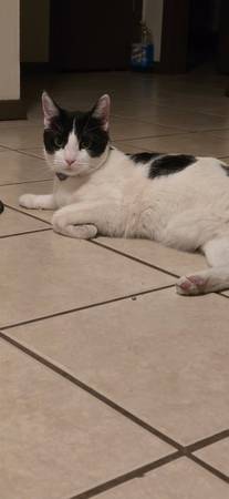 Gato fijo de color vaca (Las cruces)63834020488963122