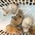 Lionhead bunnies 15 thumbnail