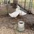 Pekin Ducks 3 thumbnail