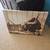 Texas Longhorn Steer Wall Art 1 thumbnail