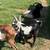 Nigerian Dwarf Buck 2 thumbnail