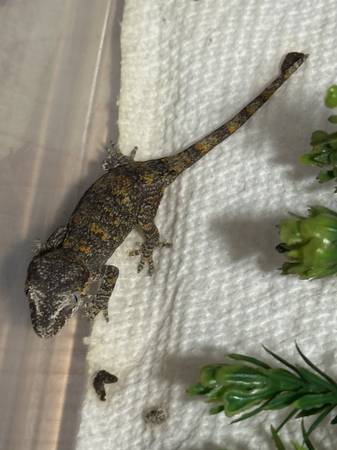 Baby Gargoyle Geckos (Grayson)63739435174787121