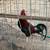 Gallos /roosters 6 thumbnail