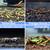 Aquatics Pets -  Neocaridina, Caridina, Shrimp Fancy Guppy, Betta Fish 7 thumbnail