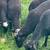 Price increases after October Katahdin Hair Sheep-Rams 3 thumbnail