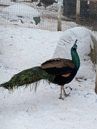 Peacocks, Peahens, Peachicks, Peafowl $60-$400) 1