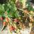 Half Price Black Raspberry Plants 3 thumbnail
