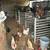 Chickens/ gallinas 2 thumbnail