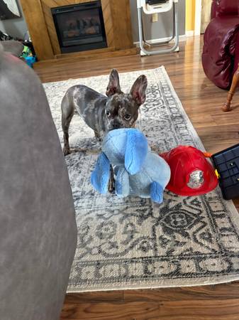 Cachorro macho Frenchton de 9 meses azul merle63658636806787121