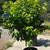 Mature Citrus Trees - Orange, Lemon, Lime, Mandarin & Kumquat 9 thumbnail
