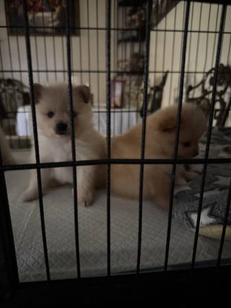 Pomerania (Los Ángeles)63877736269569123
