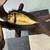 Goat head taxidermy mounted  has some damage 5 thumbnail