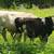 Painted Mini Jersey Bull 2 thumbnail