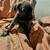 Cane Corso Puppies $1200 3 thumbnail