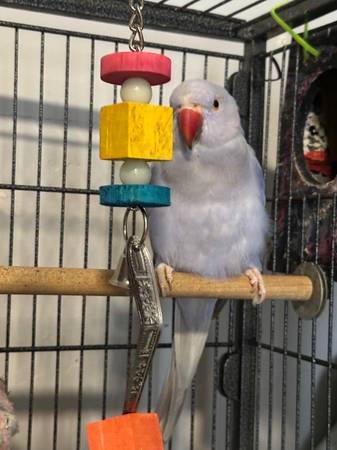 Violet Indian Ringneck63681505935361120