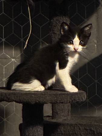 Free 2 month old Kittens No rehoming fee. (Compton)63865302841987120