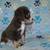 Mini Aussies 6 thumbnail