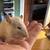 Please save young rats Cardamom & Cinnamon! 14 thumbnail