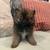 Pomeranian puppies for sale 1 thumbnail