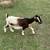 Nigerian Dwarf goats 5 thumbnail