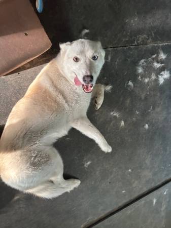 Husky completamente blanco63774332157057123