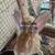 Pet Rabbits 1 thumbnail