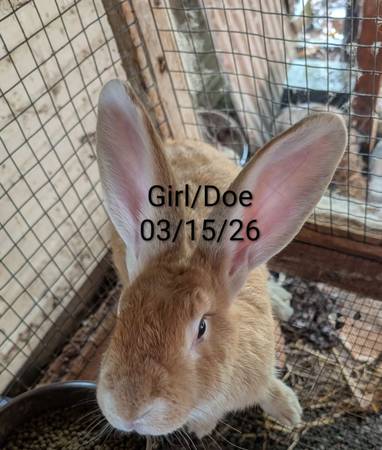 Pet Rabbits 1