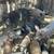 Pigs for sale /puercos de venta 4 thumbnail