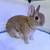 Bunny’s 5 thumbnail