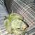 Quaker Parrot Chicks 2 thumbnail