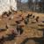 Laying hens 3 thumbnail