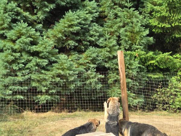 4 month old BIG puppies (Longview)63842374352515124