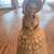 Antique Victorian Lady Jewelry Music Box 2 thumbnail